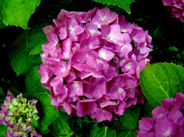 BLÜTEN