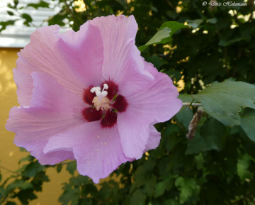 Hibiscus syriacus