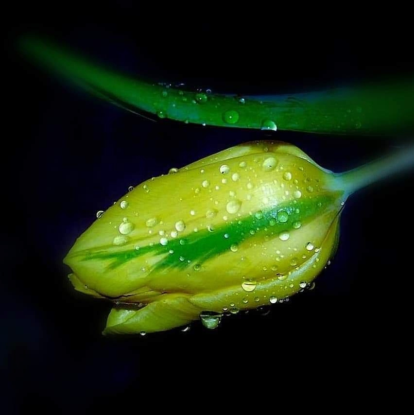 TULIP IN THE WATERDROPS