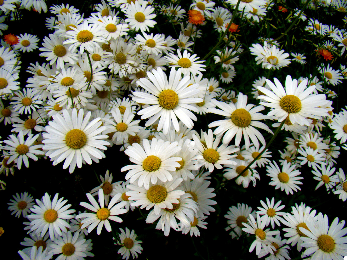 BLÜTEN