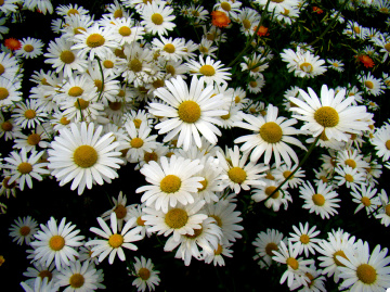 BLÜTEN