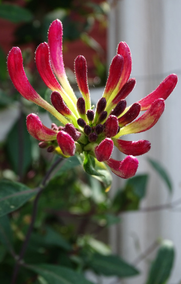 HONEYSUCKLE