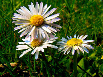 BLÜTEN