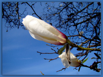 FRÜHLING