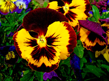 BLÜTEN