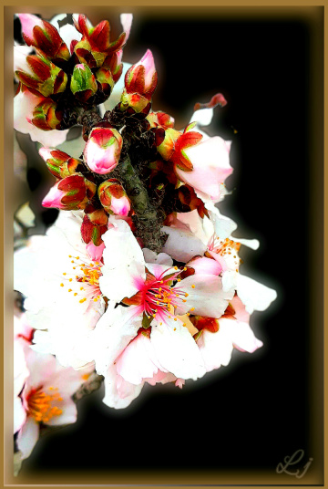 Apricot tree flowers ❤️⚜❤️