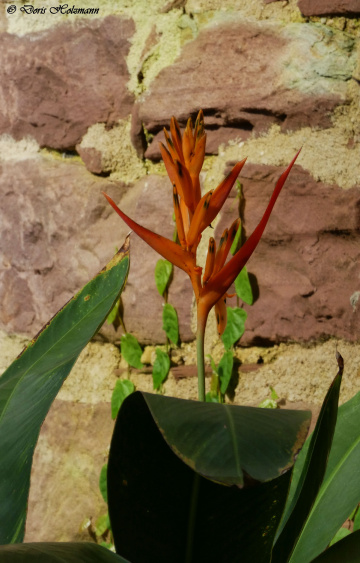 Heliconia psittacorum 