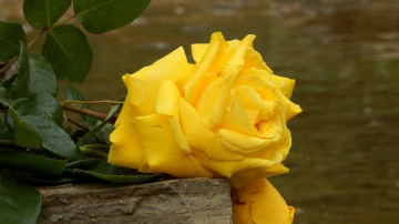 Sarı gül