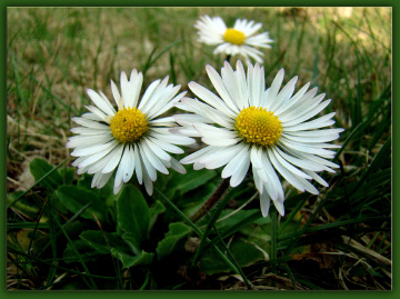 BLÜTEN