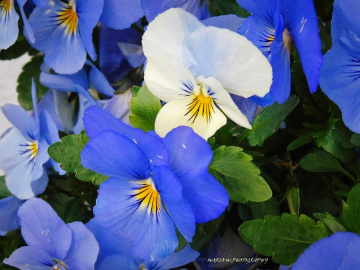 PANSIES