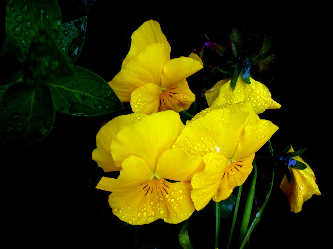 BLÜTEN
