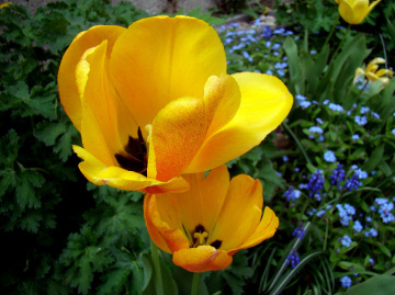 BLÜTEN