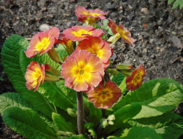 PRIMROSE