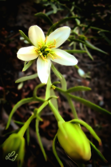 Wild Shrub's flower ⚜⚜