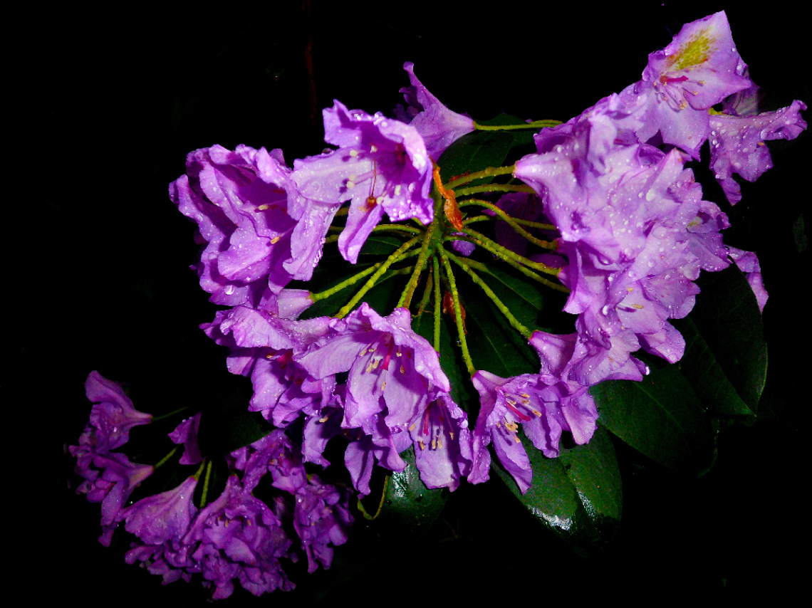 BLÜTEN