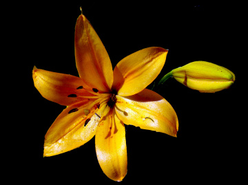 BLÜTEN