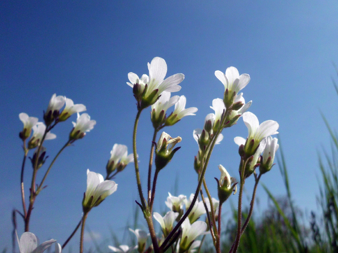 BLÜTEN