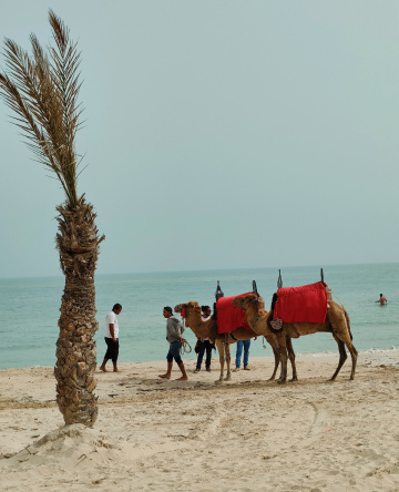 CAMELS ON THE BEACH