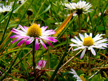 BLÜTEN