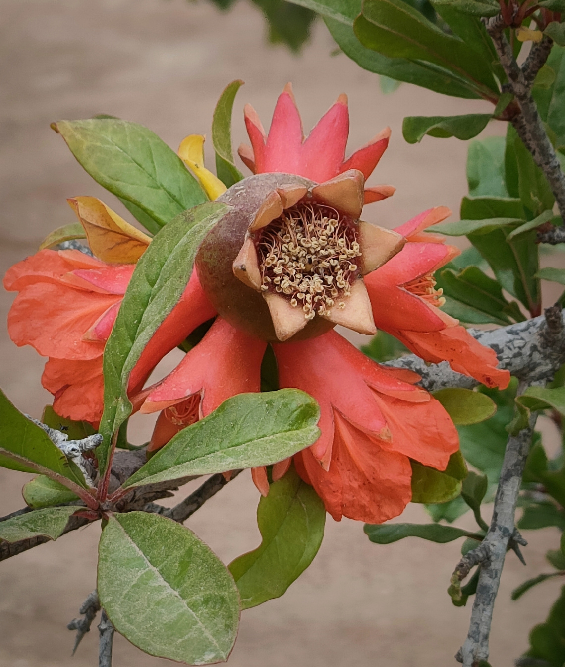 POMEGRANATE'S FLOWER AND FRUIT