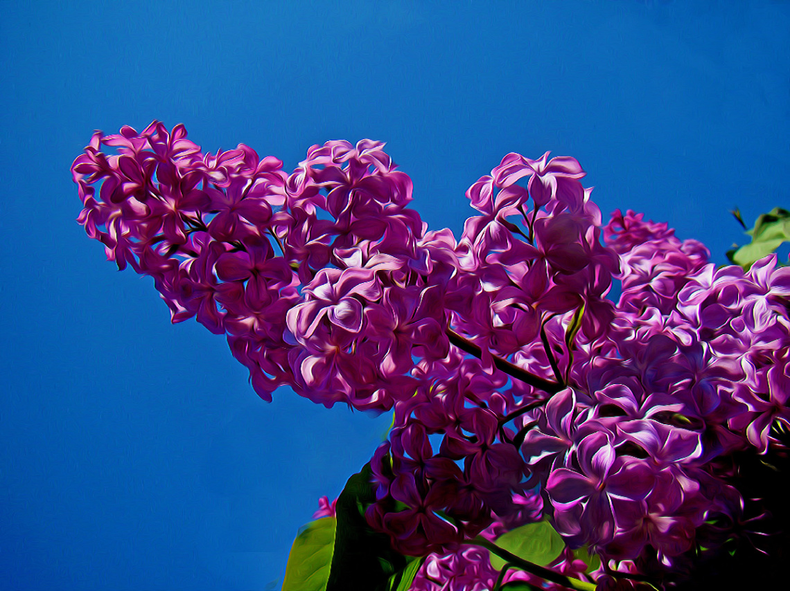 BLÜTEN
