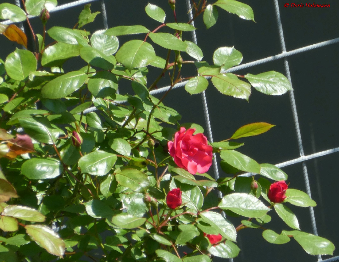 the first roses