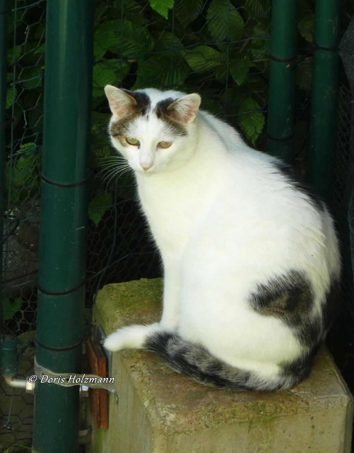 Neighbour's cat 