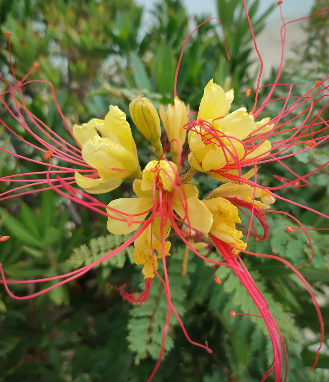 CAESALPINIA