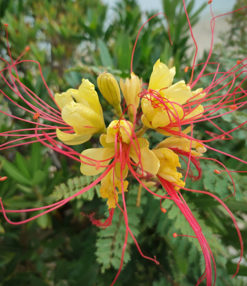 CAESALPINIA