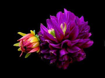 BLÜTEN