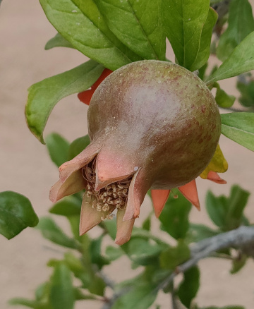 RIPENING POMEGRANATE FRUIT