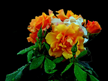 BLÜTEN