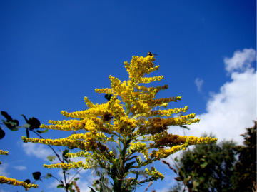 BLÜTEN