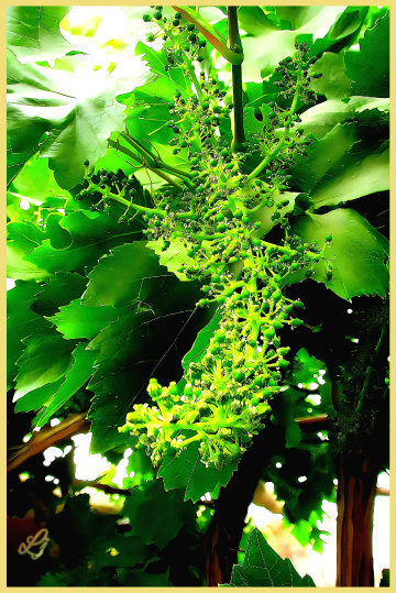 Vinyard ⚜⚜⚜