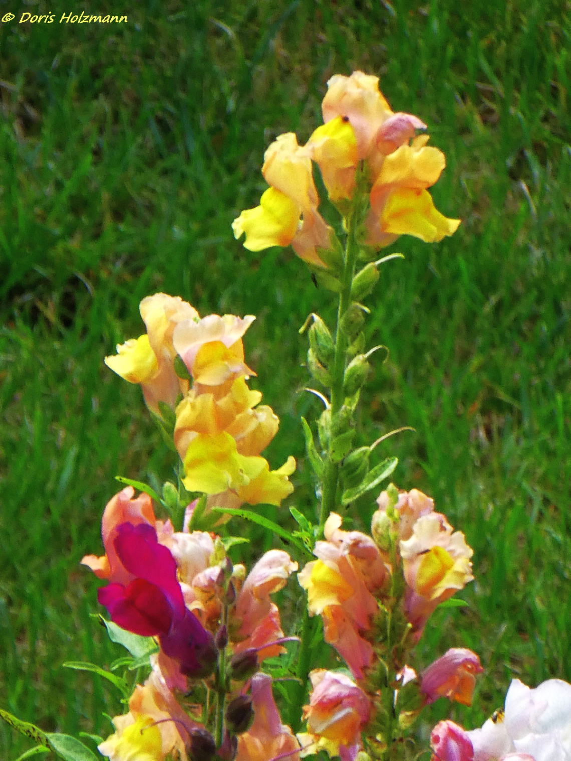 Antirrhinum - snapdragon