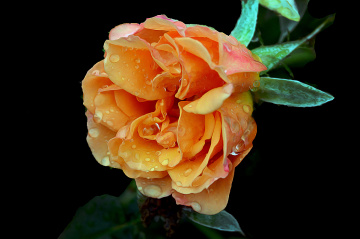 BLÜTE