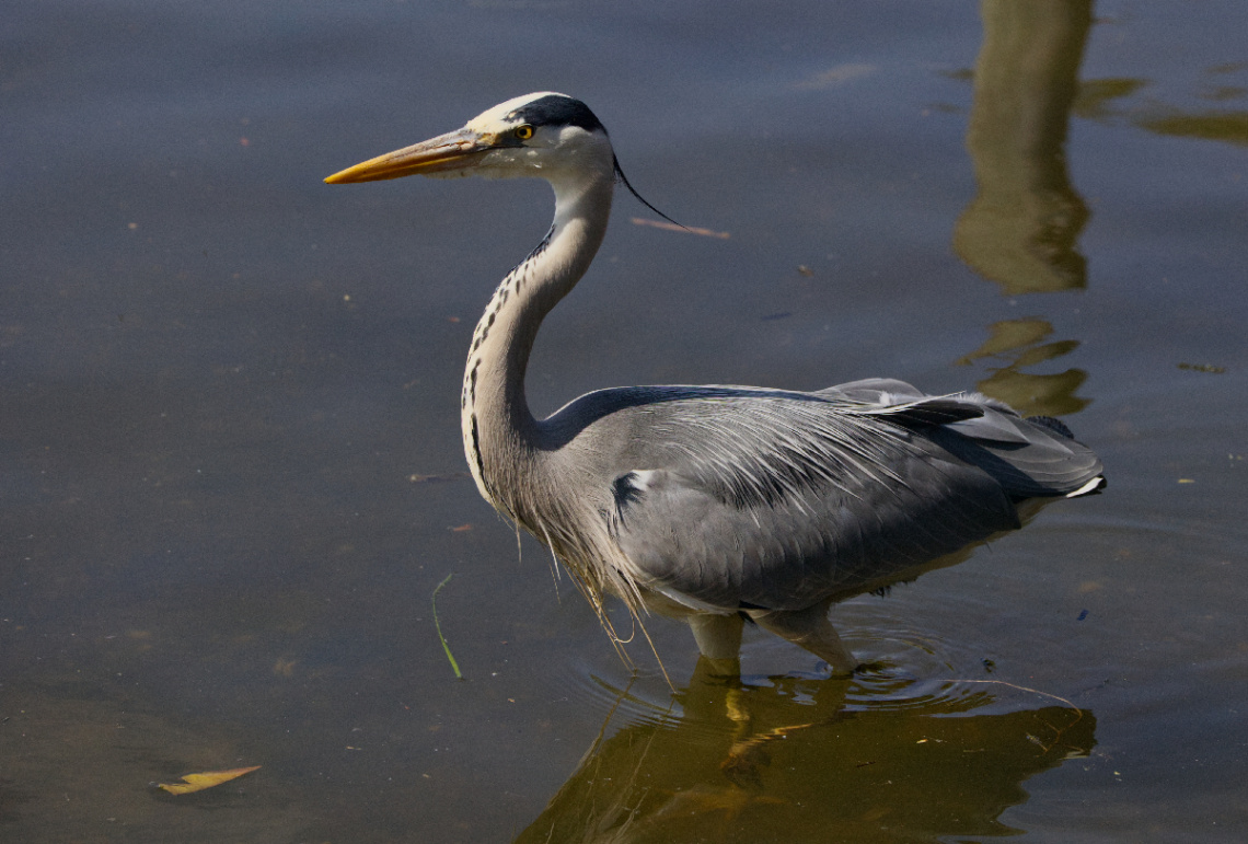 Fiskehejre på Lyngby Sø - Danmark.