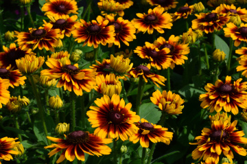 BLÜTEN