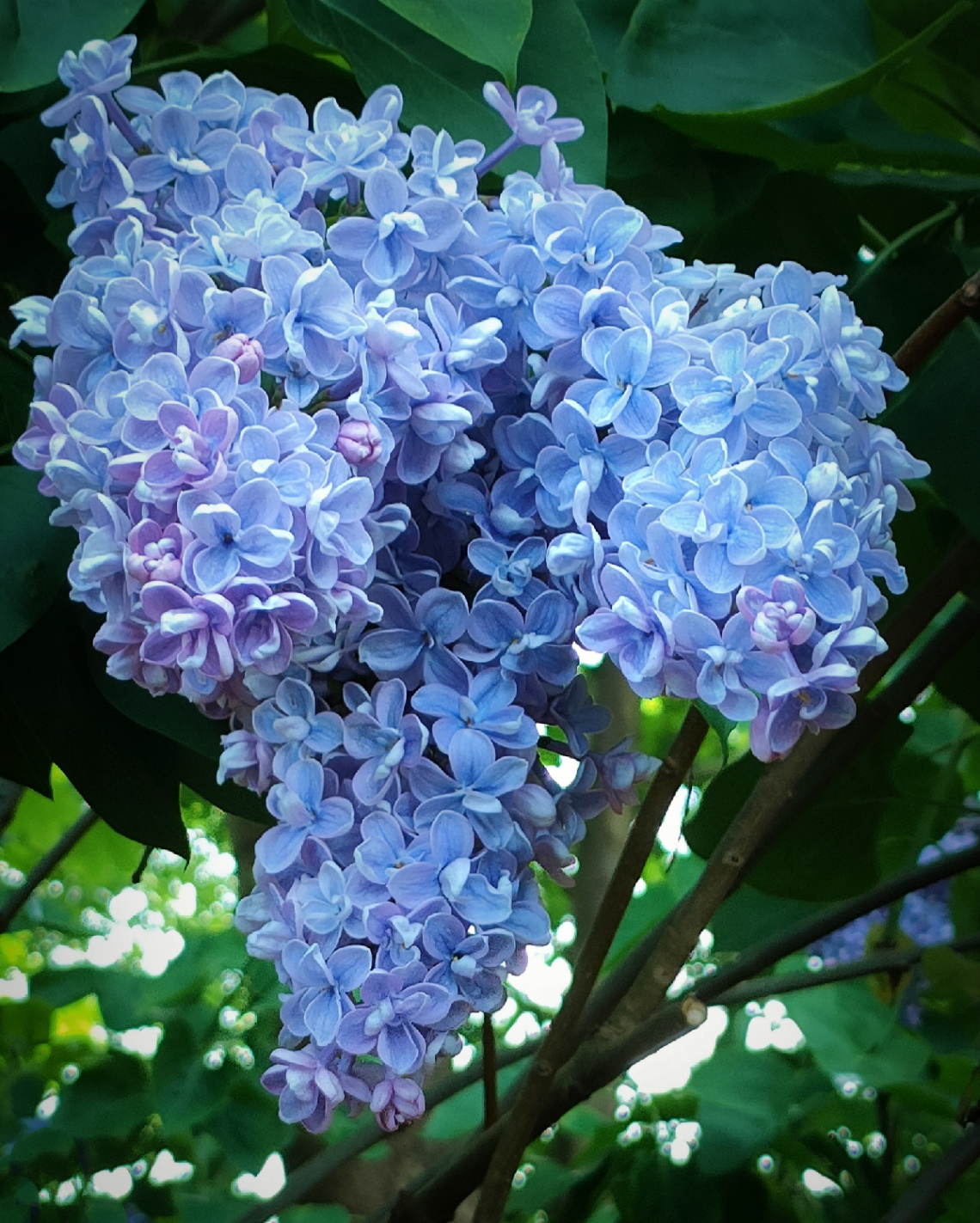LILAC