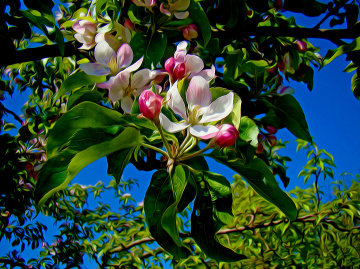 BLÜTEN