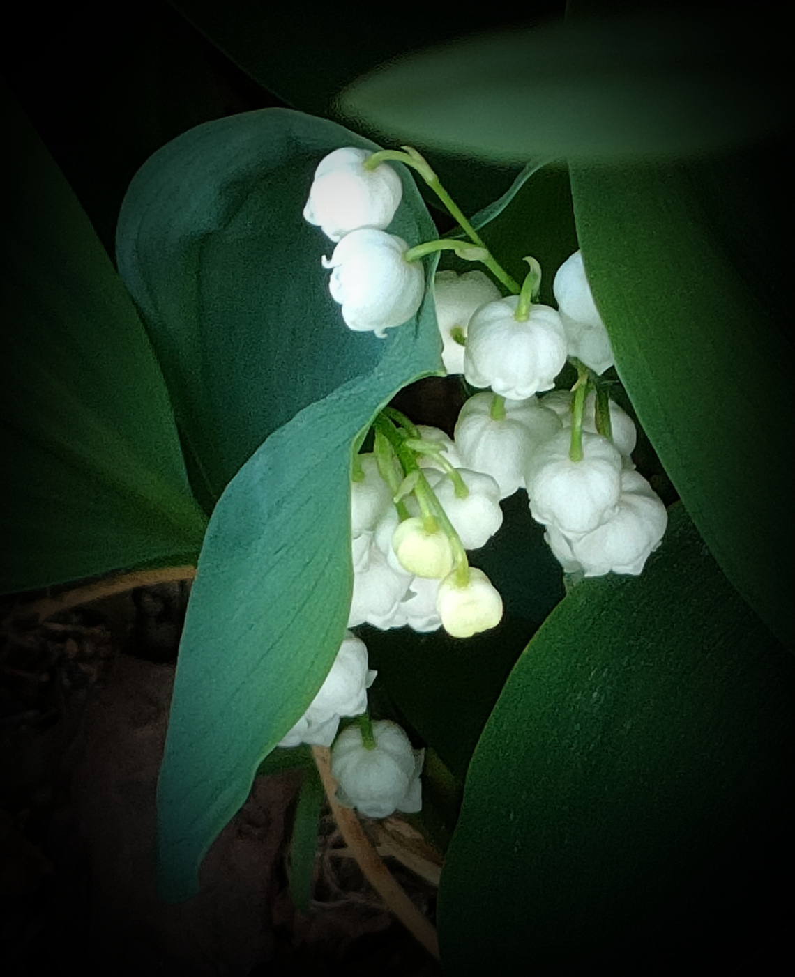 CONVALLARIA 