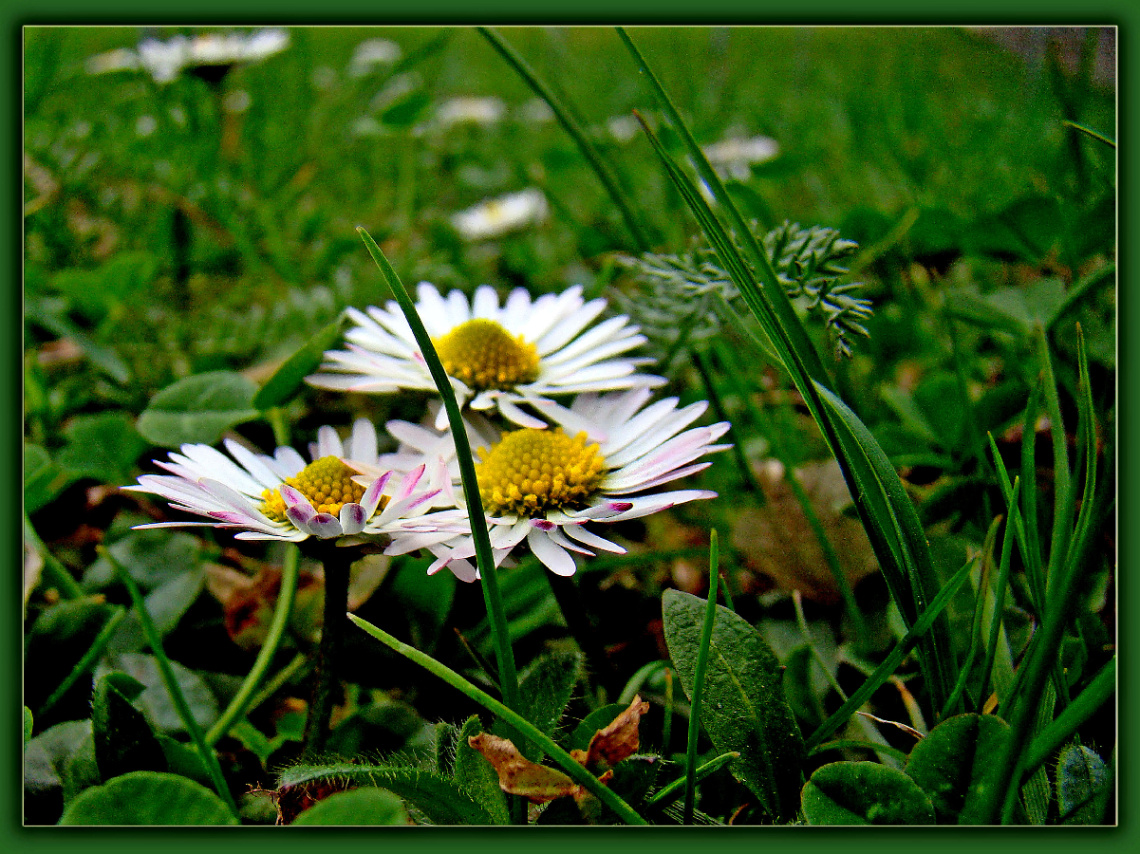 BLÜTEN