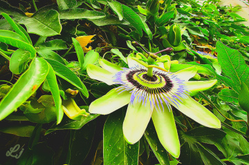 Passion Flower ❤️⚜❤️