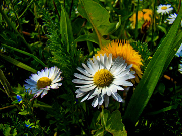 BLÜTEN
