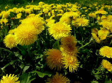 BLÜTEN