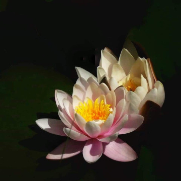 WATER LILIES 
