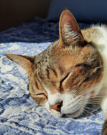 Gato
