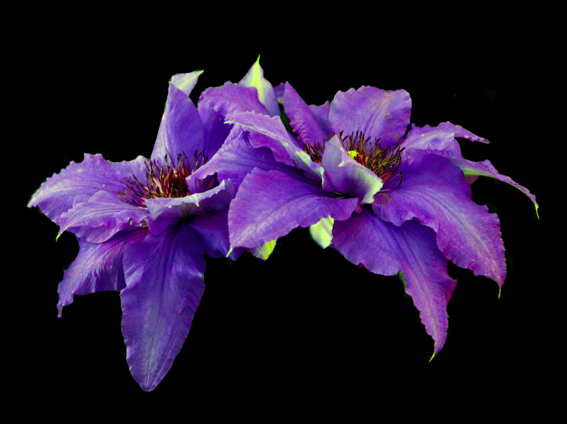 BLÜTEN