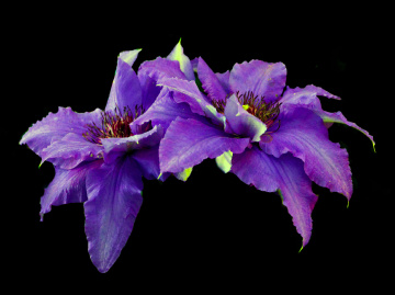BLÜTEN