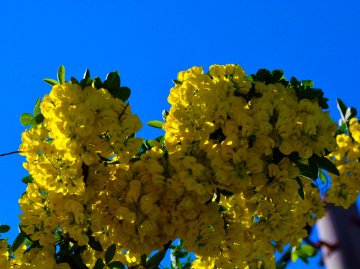 BLÜTEN